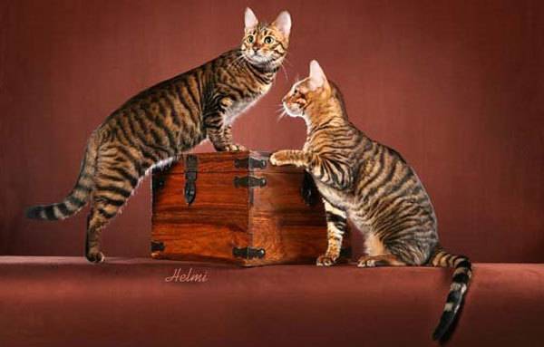 Кошачья экзотика: китайская кошка дракон ли хуа