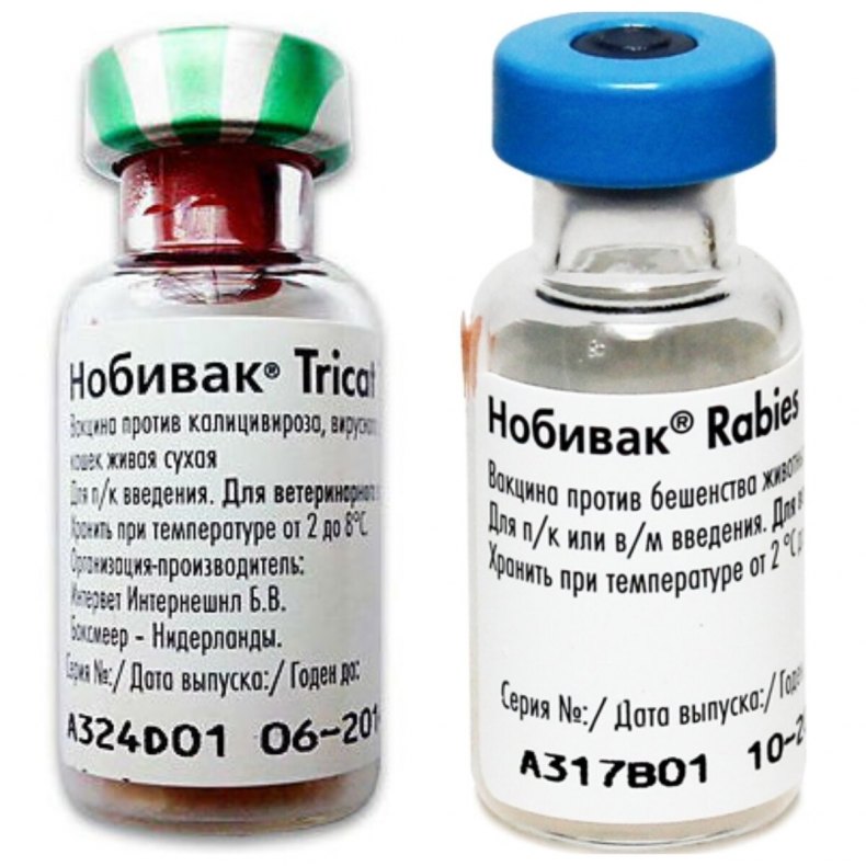 Комплексная вакцинация кошек: лучшие отечественные и зарубежные вакцины, показания к прививке