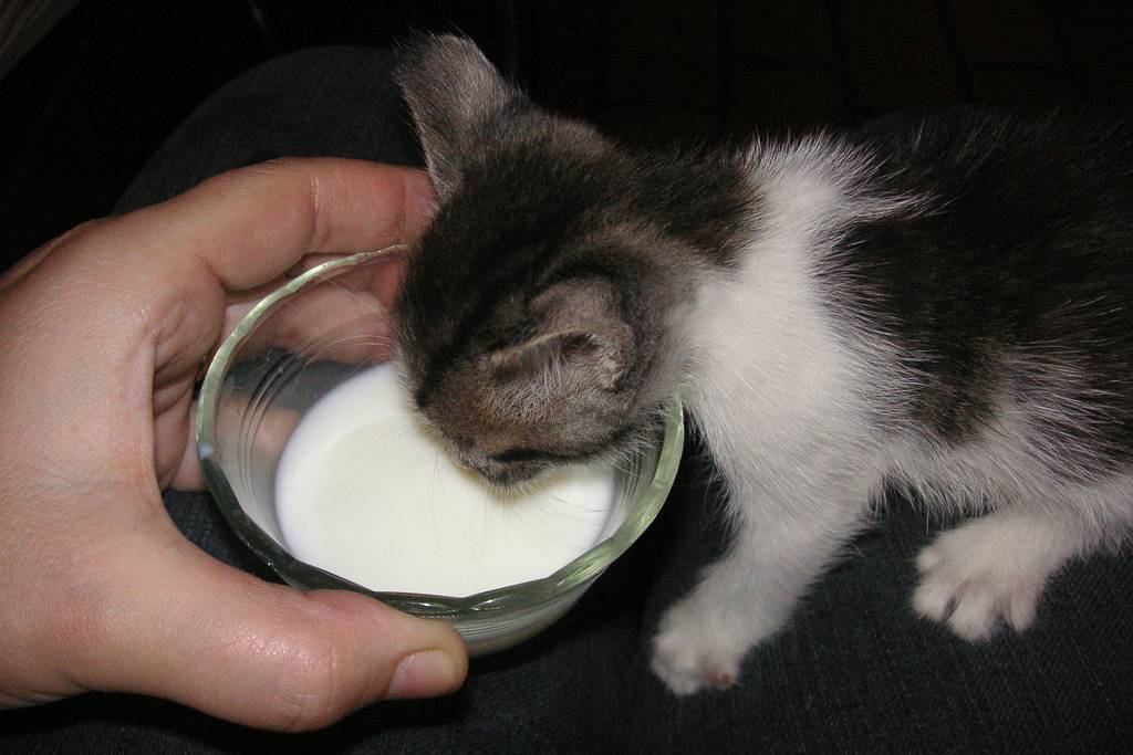 Можно ли котам давать молочные продукты
