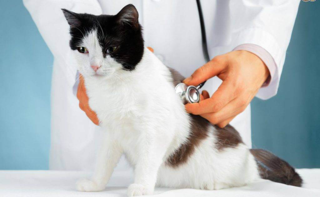 Инфекционный перитонит у кошек - что нужно знать | caticat.ru