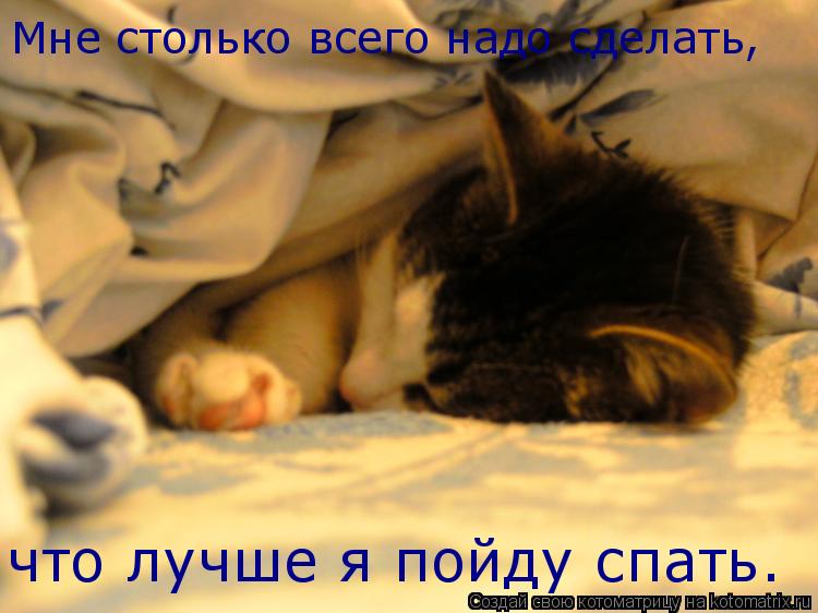 Котенок спит: нормы сна, отклонения, как уложить ночью