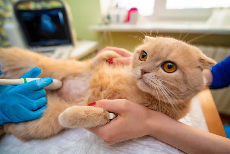 Панкреатит у кошек: причины, симптомы и лечение