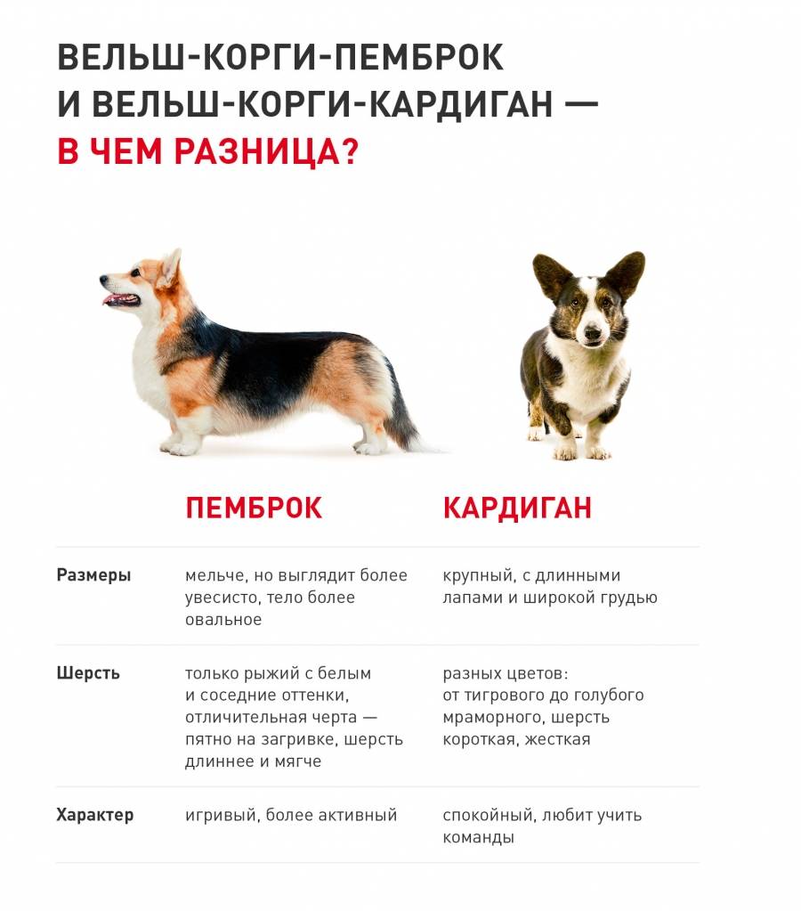Отзывы владельцев о породе собак «вельш-корги»: описание особенностей и правила содержания питомцев