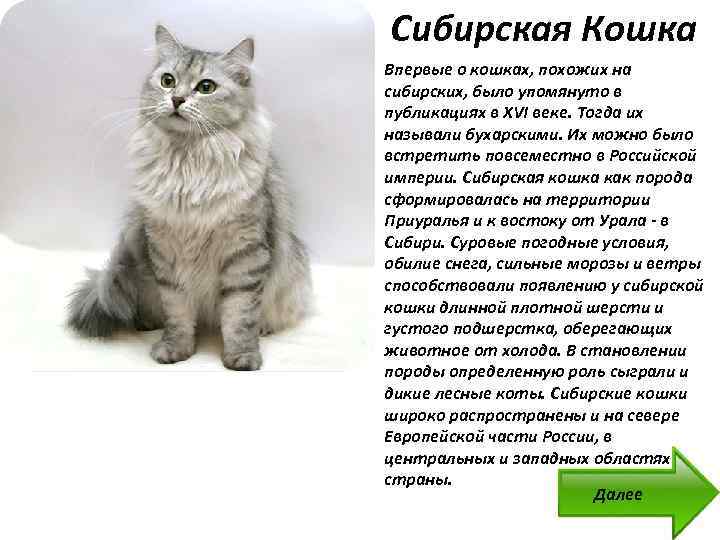 Сибирская кошка: 100 фото и характеристика кошки, описание породы, характер и цена, плюсы и минусы, уход, стандарты