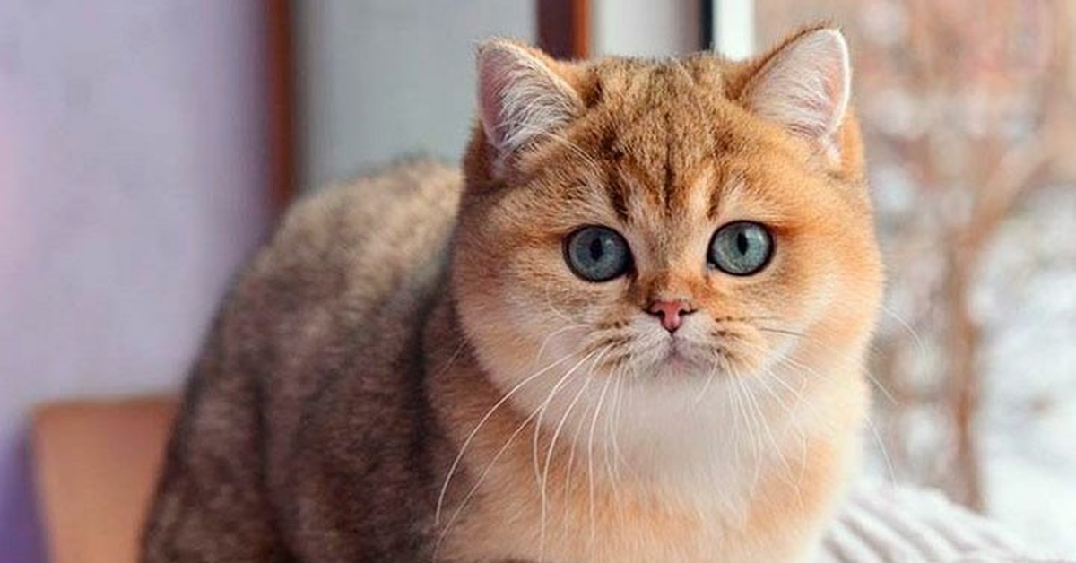 Кошка золотистая шиншилла — описание породы