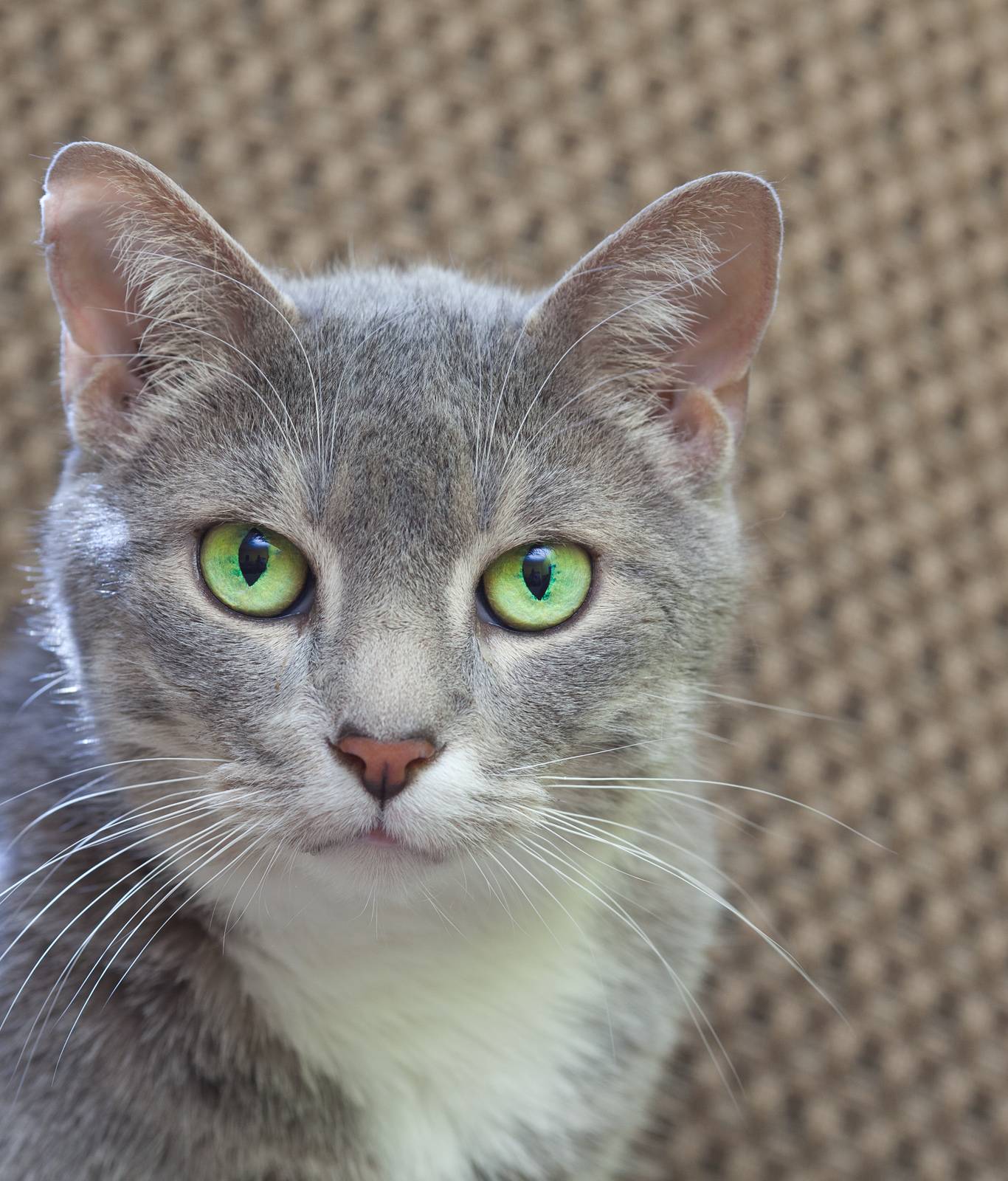 Порода серой кошки с серыми глазами. Серо белая кошка порода. Анатолийский кот серый. Серая кошка с зелеными глазами. Серый кот с зелеными глазами.