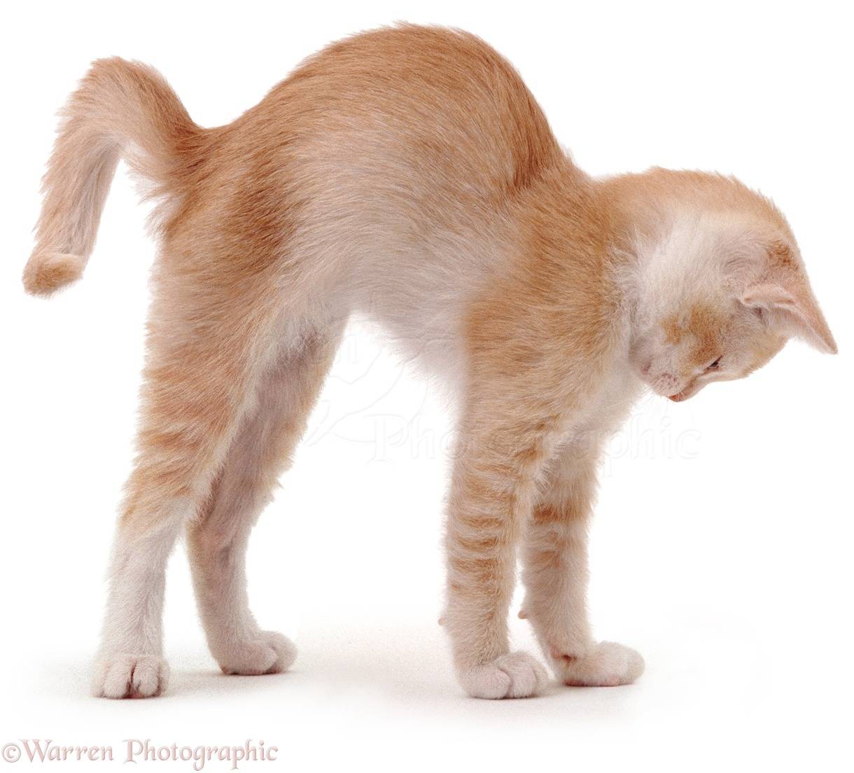 Почему кошка трясет головой: вероятные заболевания и расстройства
