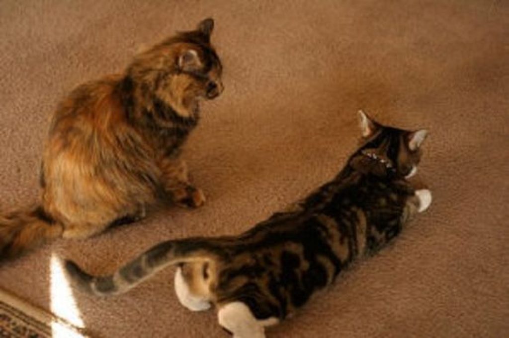 Кошка просит кота, что делать: советы ветеринара, лекарства, капли и народные способы