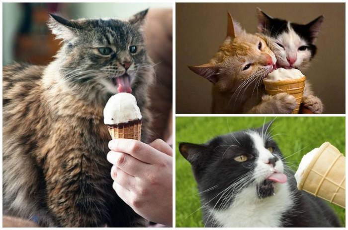 Можно ли кошкам мороженое?