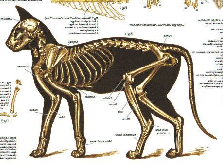 Скелет кошки.