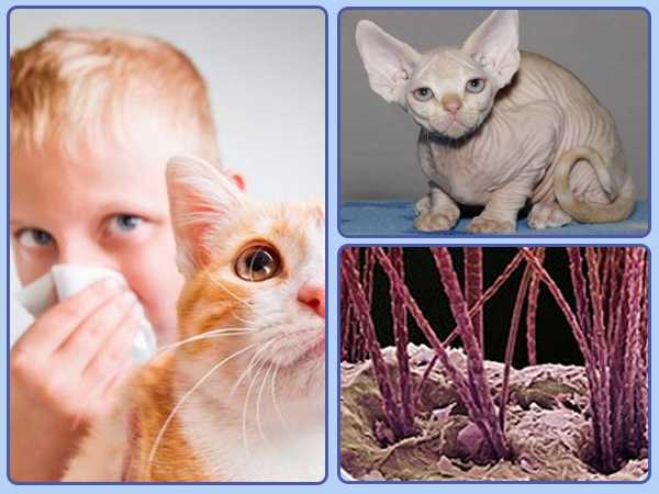 Гипоаллергенные породы кошек для людей с аллергией