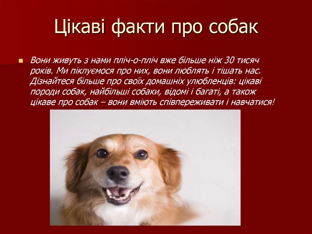 Интересные факты о собаках