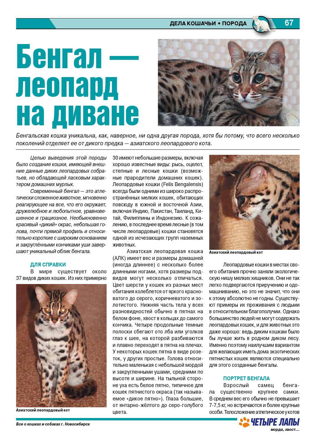 Самые большие породы кошек - топ-10 крупных пород