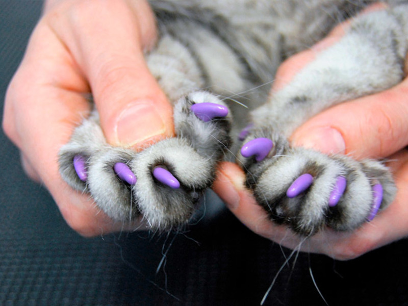 Антицарапки для кошек: как выглядят, как надеть на когти и снять, каковы польза и вред?