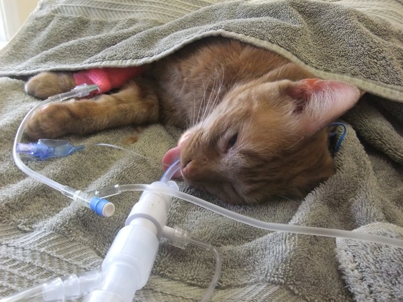 Стерилизация кошки: уход после операции, выход из наркоза, обработка и защита швов, сроки восстановления