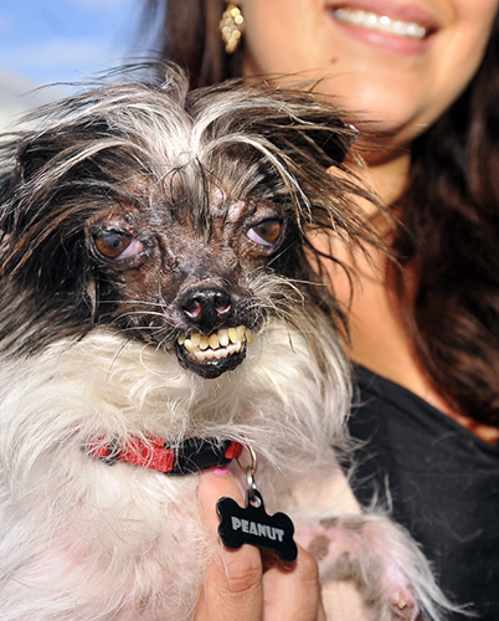 Самая страшная собака в мире: фото, победители, критерии