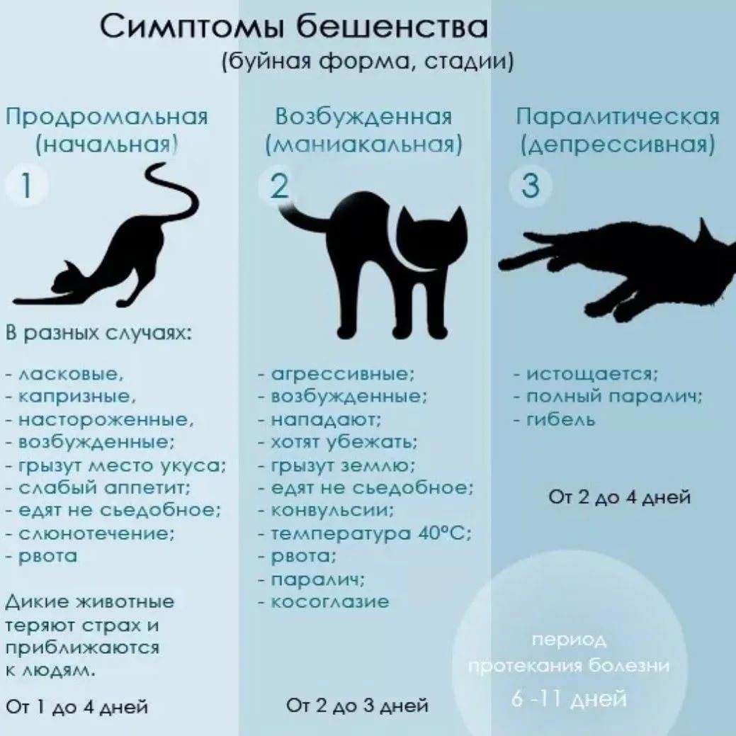 Почему кошка ест своих котят – 6 причин каннибализма у кошачьих