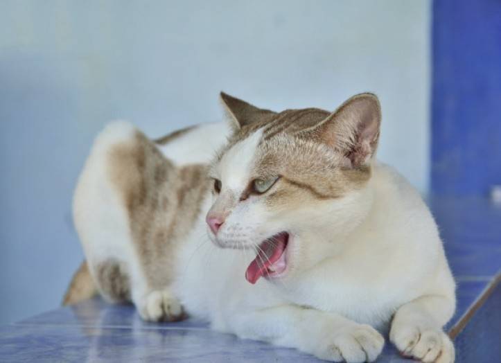 Почему кот или кошка кашляет | что дать от кашля