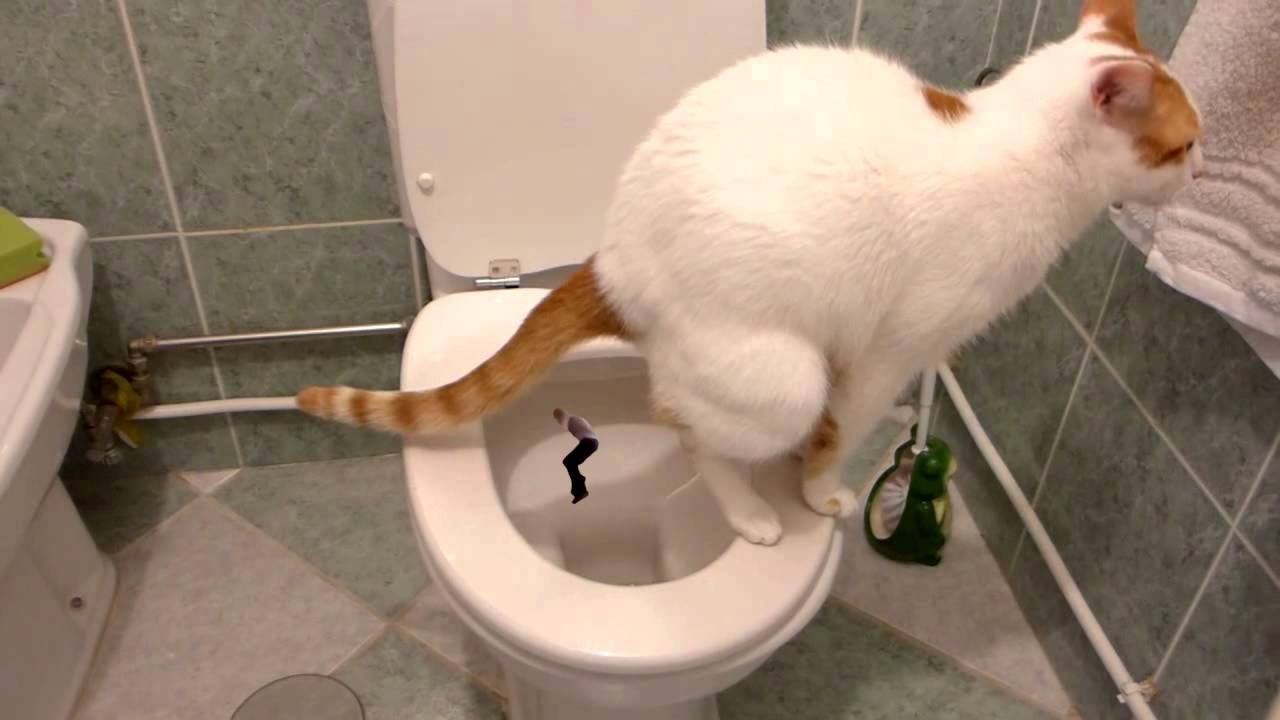 Почему кот часто ходит в туалет по-большому