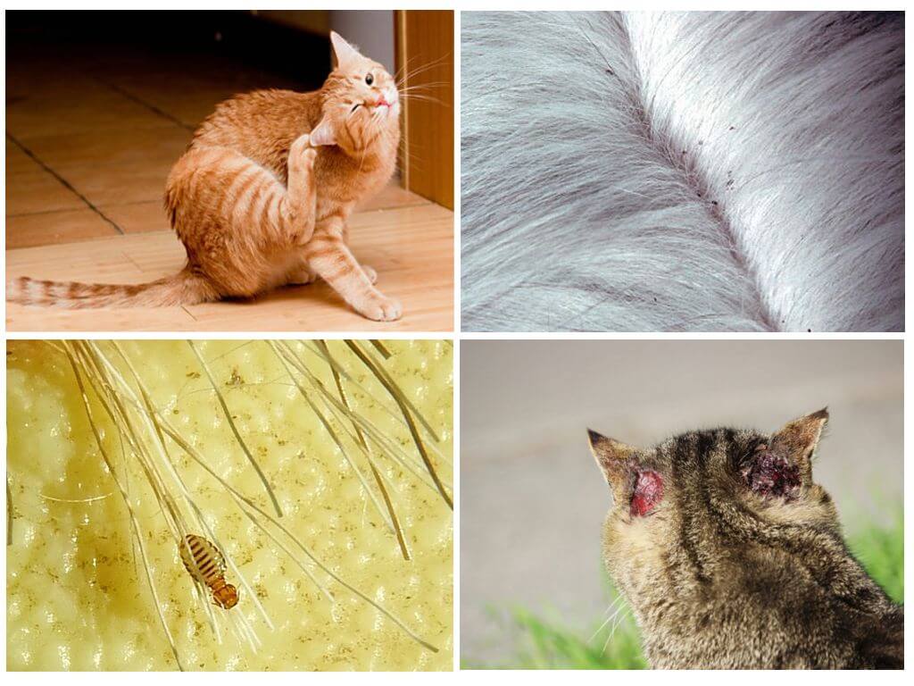 Власоеды у кошек - симптомы, фото, лечение в домашних условиях, препараты