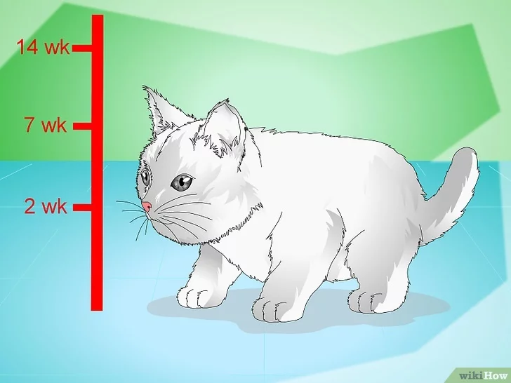 Как отучить кошку или котенка выпрашивать еду?