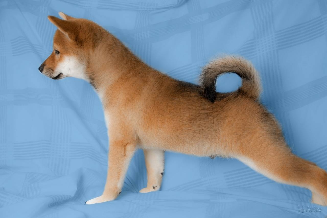 Лысые собаки: особенности, лучшие породы и правила ухода