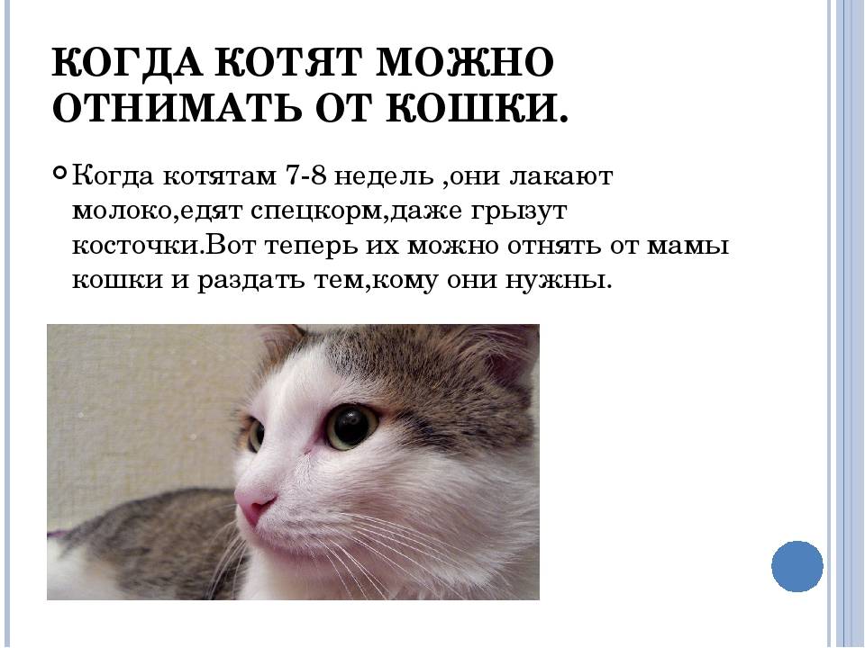 Сколько дней котенку. Когда можно забирать котенка. Когда можно забирать котенка от кошки. Когда можно отнимать котят. Когда можно отлучать котят от кошки.