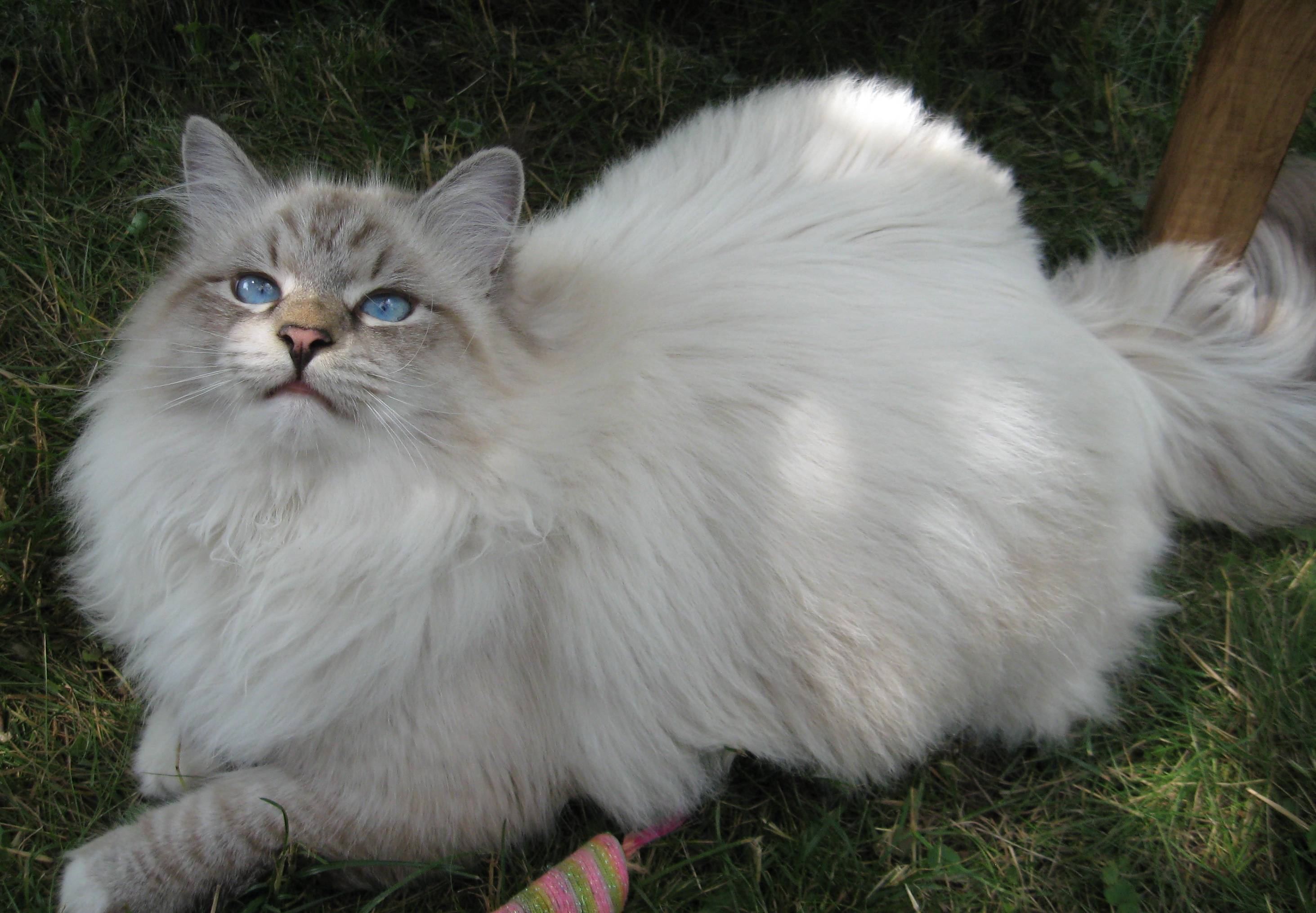 Сибирская длинношерстная кошка белая
