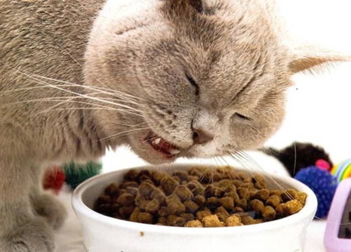 Что делать, если кот перестал есть?
