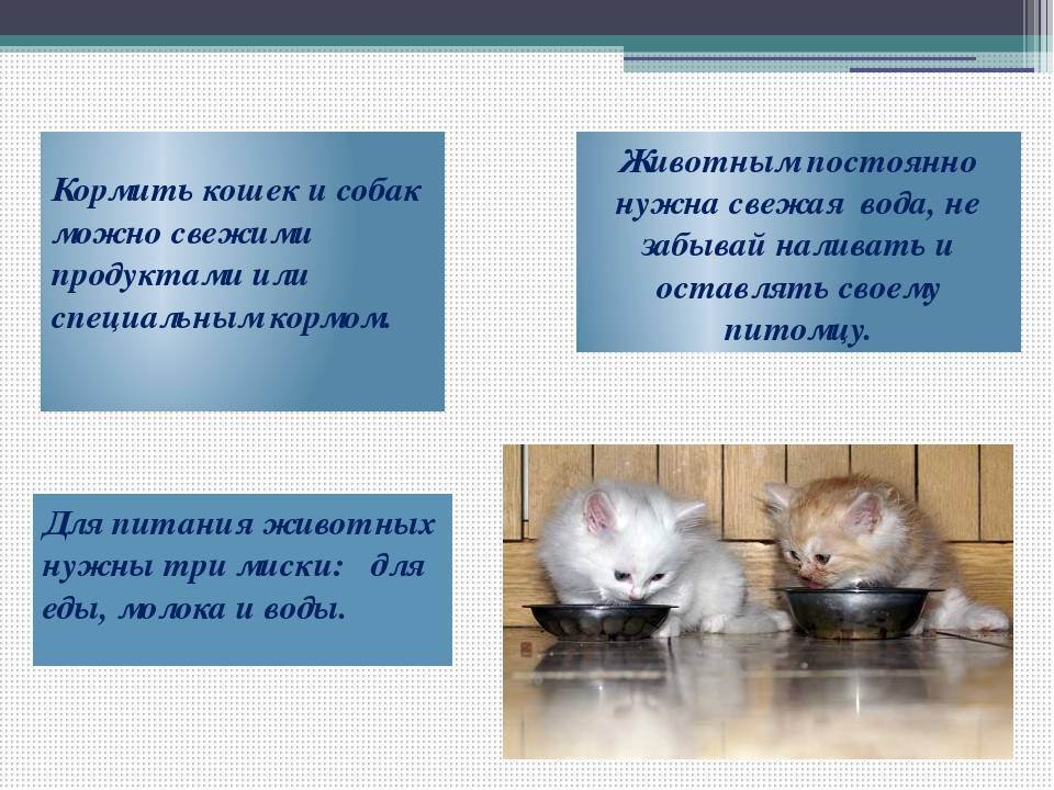 Как заботиться о кошке. Кормящая кошка. Проект про кошек. Питание кошек проект. Чем питаются кошки.