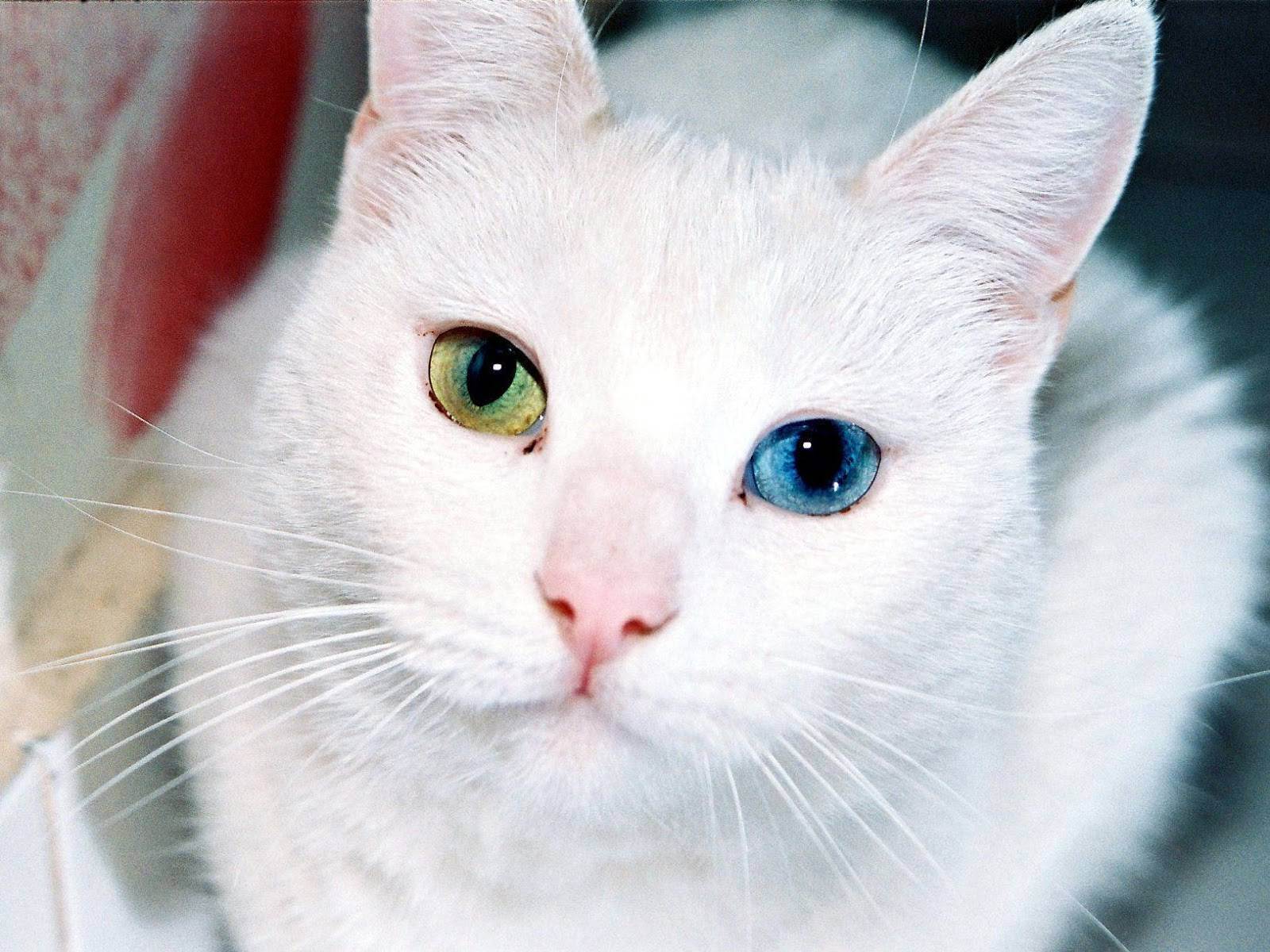 Белые кошки с разными глазами порода