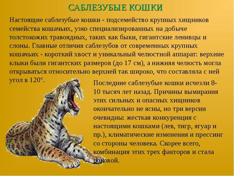 Черноногая кошка: характер и внешность, ареал обитания и образ жизни, размножение и численность вида