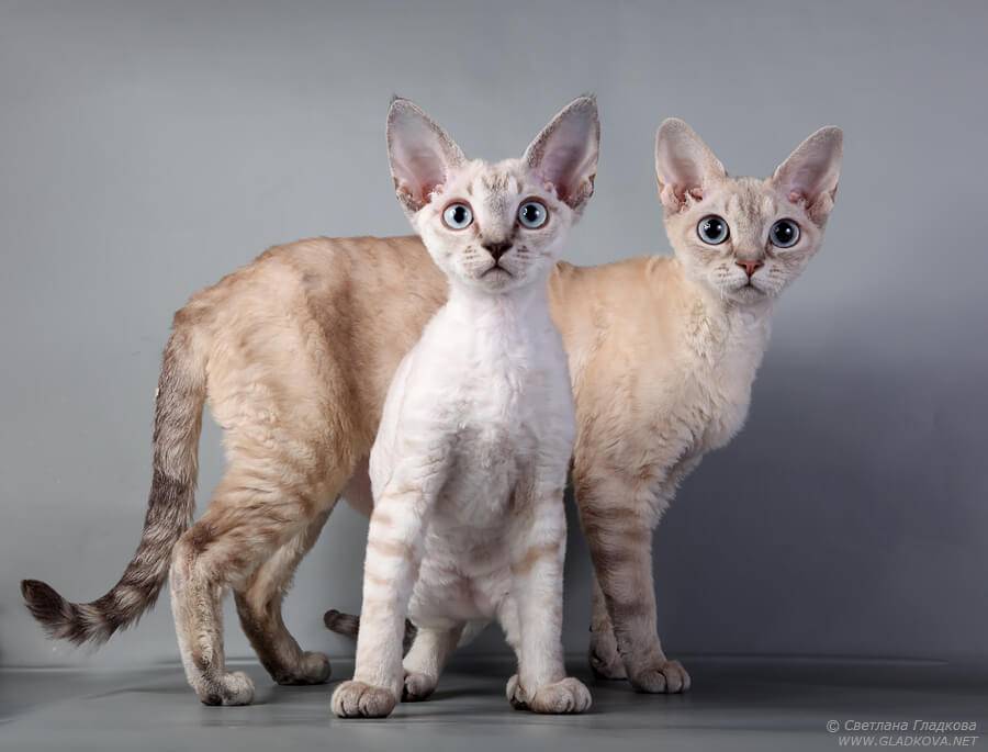 Кошка породы хайлендер: внешность с фото и описание характера, особенности содержания