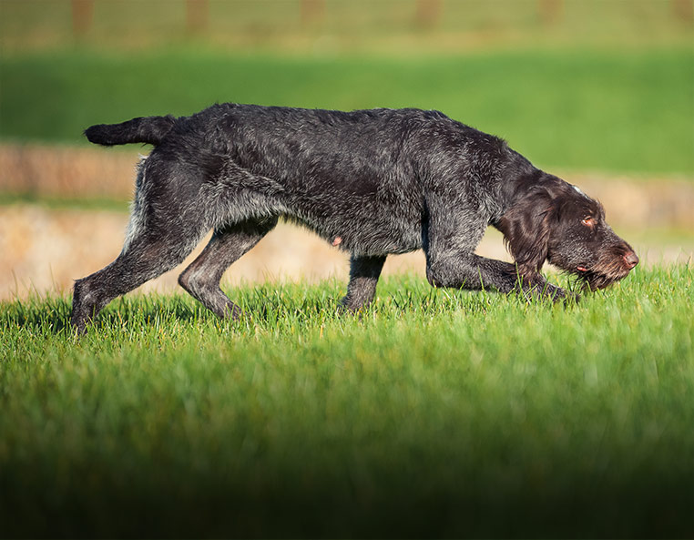 Дратхаар: фото и описание породы собак
дратхаар: фото и описание породы собак