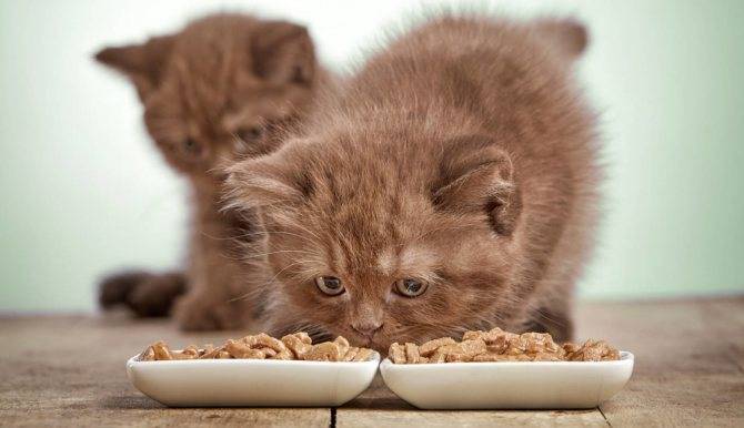 Советы о том, как приучить котенка к сухому корму?