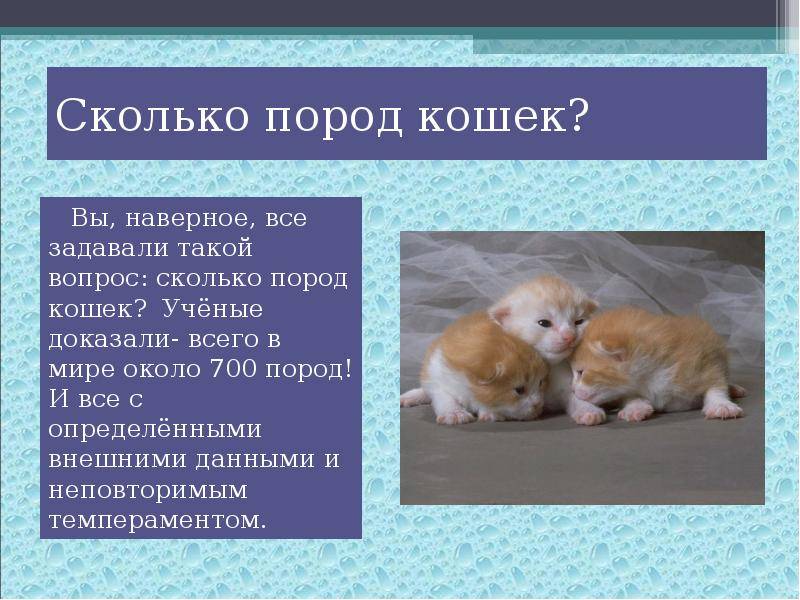 Сколько существует пород кошек в мире | количество видов