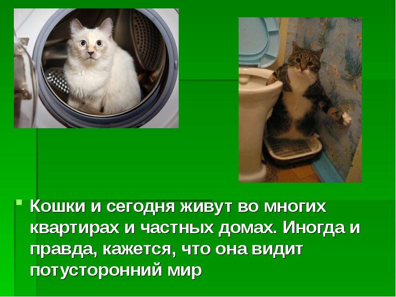Как видят кошки наш мир, описание особенностей зрения, картинки, видео