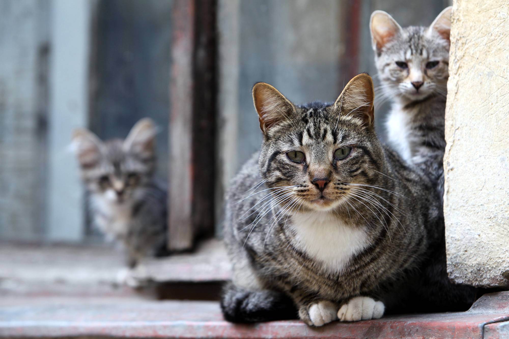 Лишние кошки - бесхозные и бездомные. проблемы регулирования численности