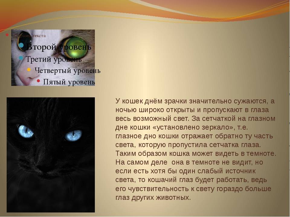Страх всех котов и кошек – пылесос. почему кошки его боятся?