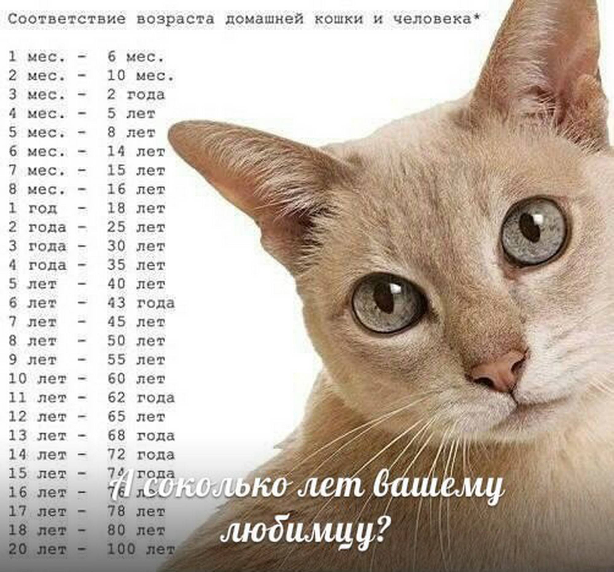 Возраст кошки по человеческим меркам: таблица соответствия