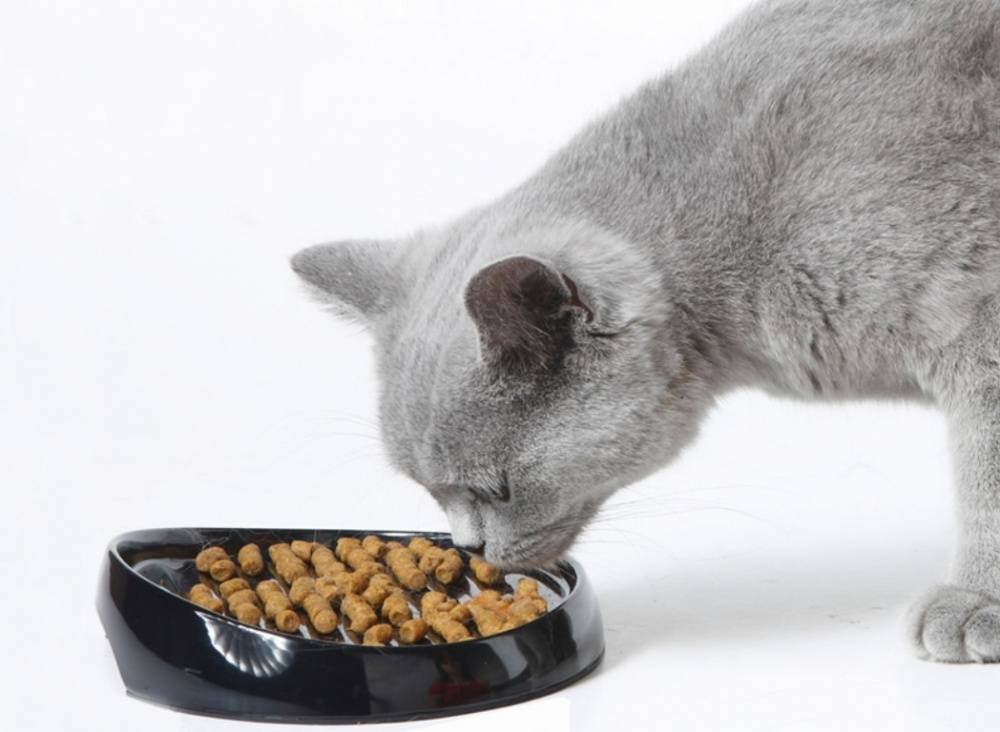 Как и чем кормить котенка британца: меню по возрастам