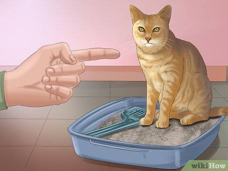 Как приучить взрослую кошку или кота к лотку