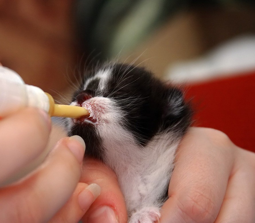 Как выкормить новорожденного котенка? уход за новорожденными котятами :: syl.ru
