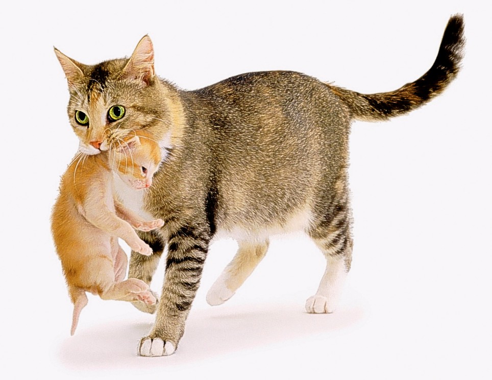 Как наказать за плохое поведение котенка или взрослого кота, чтобы он понял, можно ли кошку бить в целях воспитания?