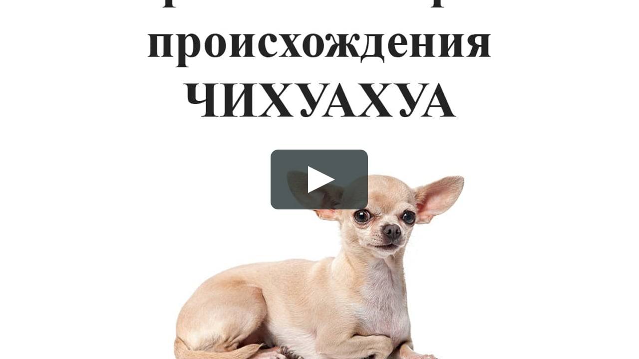Чихуахуа | собакопедия вики | fandom