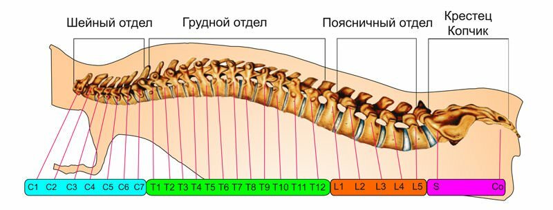 Схема позвонков поясничного отдела