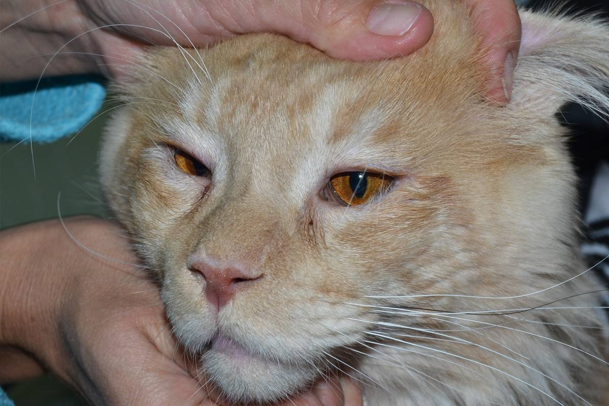 Как понять, что кот заболел: признаки и симптомы патологического состояния животного