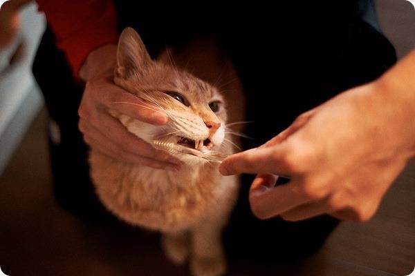Как почистить зубы кошке в домашних условиях?