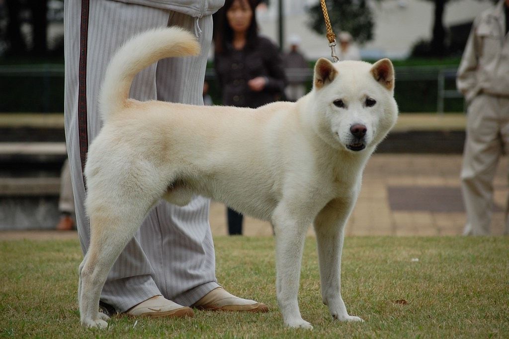 Айну или хоккайдская собака, хоккайдо (hokkaido dog, ainu-ken, hokkaido ken)