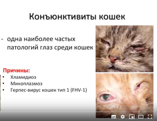 Симптомы и лечение хламидиоза у кошек